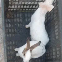 خرگوش|موش و خرگوش|بیرجند, |دیوار