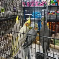 انواع پرنده|پرنده|خرم‌آباد, |دیوار