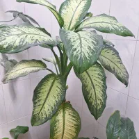 گل دیفن باخیا