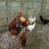 مرغ و خروس