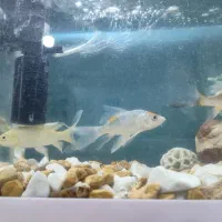 ماهی کوی باله بلند خاص|ماهی|شیراز, شهرک سراج‎|دیوار