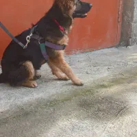 ژرمن شولاین ۴ماهه نر