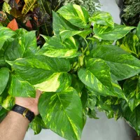 پتوس سبز سایز بزرگ