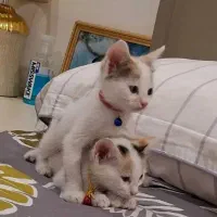 واگذاری رایگان بچه گربه