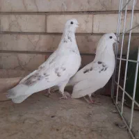 نر و ماده تهرانی|پرنده|شیراز, آزادگان|دیوار