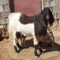 ساورن پاکستانی|حیوانات مزرعه|دالاهو, |دیوار