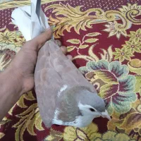 کفتر دمگیر سرخ پشت|پرنده|عسگران, |دیوار