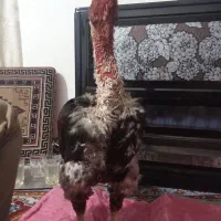 یخچال.  لاری