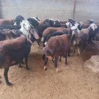 گوسفند شیشک|حیوانات مزرعه|سیلاخور, |دیوار