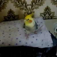 عروس هلندی گم شده