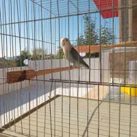 طوطی برزیلی نر رام|پرنده|قائمشهر, |دیوار