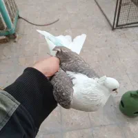 کفتر گرفتنی