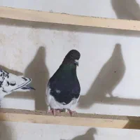 کبوتر کله دار|پرنده|دهگلان, |دیوار