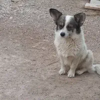 فروش سگ|سگ|اصفهان, اندوان|دیوار