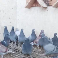 کبوتر|پرنده|اهواز, امانیه|دیوار