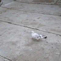 4عدد کفتر|حیوانات|نهاوند, |دیوار