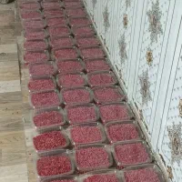 زرشک خیس پنج شنبه در قم|خوردنی و آشامیدنی|قم, باغ شریفی|دیوار