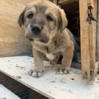 پژدر واکسینه شده|سگ|تهران, منیریه|دیوار