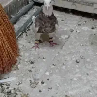 کفتر‌طوقی‌|پرنده|تهران, تختی|دیوار