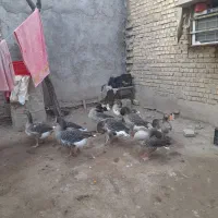 ۹عدد غاز سالم وتخم گذار|حیوانات مزرعه|سوسنگرد, |دیوار