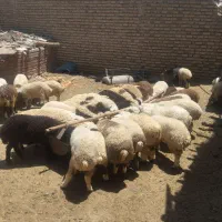 بره نرو‌ماده