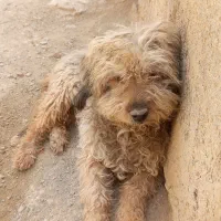 سگ پاکوتاه