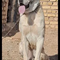 سگ گله ای|سگ|بردسکن, |دیوار