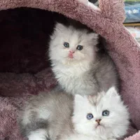 گربه های نقره ای زیبا