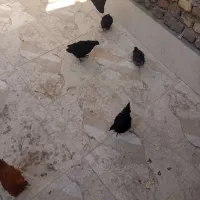 جوجه|حیوانات مزرعه|زابل, |دیوار