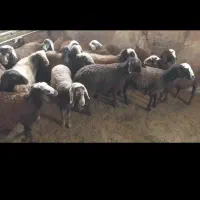 با سلام ۱۰عددبره ماده ۸عدد بده نره