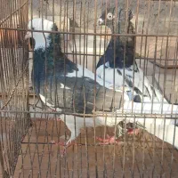 چندتا کبوتر ارزون