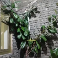 گل خانگی قشنگ|گل و گیاه طبیعی|سیلوانه, |دیوار