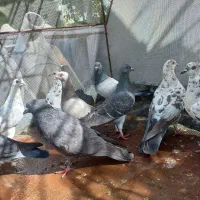 کبوتر|پرنده|دهدشت, |دیوار