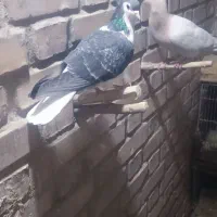 کبوتر|پرنده|فریمان, |دیوار