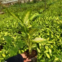 گل و گلدان|گل و گیاه طبیعی|رباط‌کریم, شهرک درخشان|دیوار