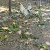 خروس گلین عالی