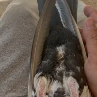 نر دم سیاه|پرنده|صدرا-فارس, فاز ۲|دیوار