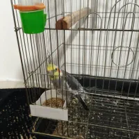 عروس هلندی نر بالغ|پرنده|بومهن, |دیوار