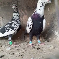 جفت سوسکی سیاه خوشگل و پنج عدد گرفتنی ارزون