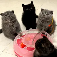 توله گربه اسکاتیش بریتیش صورت خرسی