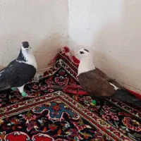 کبوتر مشهدی . لچگی .دوکت .طوقی