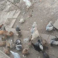 مرغ وخروس مینیاتوری