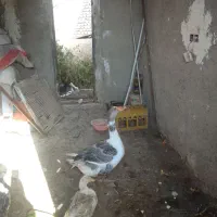 غاز نر|حیوانات مزرعه|زابل, |دیوار