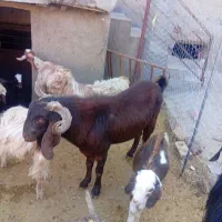 یک نربزجوان ۴دندان حدود۶۳کیلو|حیوانات مزرعه|هرسین, |دیوار