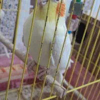 طوطی عروس هلندی سخنگو