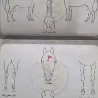 اسب پرشی یکسر خارجی|اسب و تجهیزات اسب‌سواری|رباط‌کریم, انجم آباد|دیوار