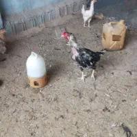 خرروس زابلی جنگی