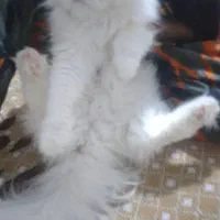 گربه