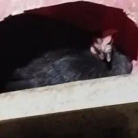 مرغ کرک|حیوانات مزرعه|برازجان, |دیوار