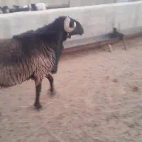 قوچ داشتی|حیوانات مزرعه|شیراز, علی آباد|دیوار